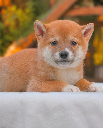Cucciola di Shiba Inu disponibile