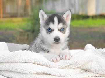 Maschietto di Siberian Husky