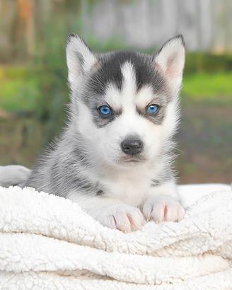 Maschietto di Siberian Husky