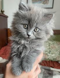 Gattini incrocio persiano-siberiano