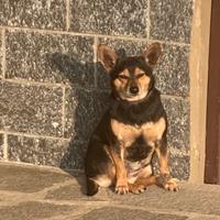 Cane di taglia piccola