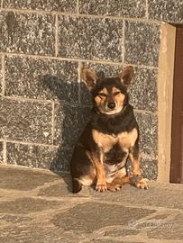 Cane di taglia piccola