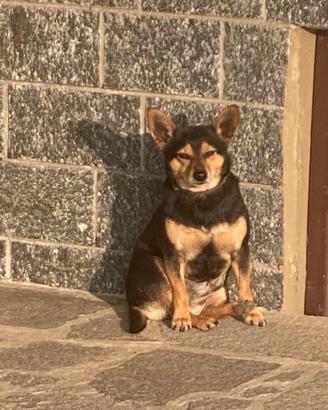 Cane di taglia piccola