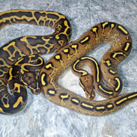 Pitone reali vari morph