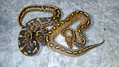 Pitone reali vari morph