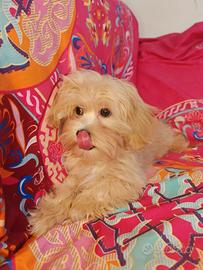 Maltipoo coreani cuccioli