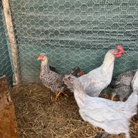 Coppia gallo e gallina marans grigio perla