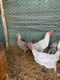 Coppia gallo e gallina marans grigio perla