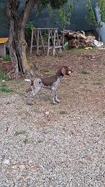 Cucciolo di bracco tedesco / kurzaahr