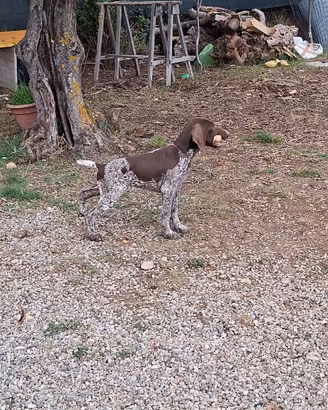 Cucciolo di bracco tedesco / kurzaahr