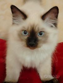 Gatti ragdoll