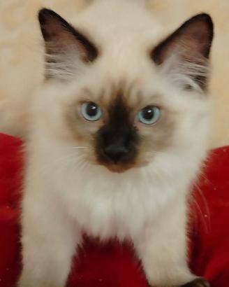 Gatti ragdoll