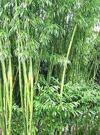 BAMBÙ 