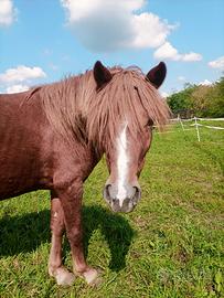 Pony