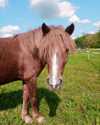 Pony