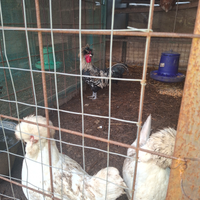 Galli e galline