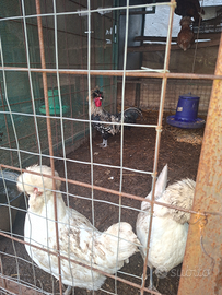 Galli e galline