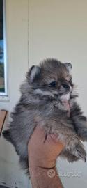 spitz di pomerania  linea  Russa e Americana
