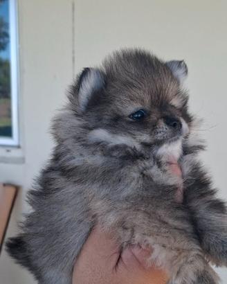 spitz di pomerania  linea  Russa e Americana