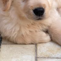 Ciccioli di Golden linea americana