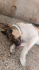 Giulietta cagnolina affettuosa
