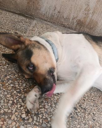 Giulietta cagnolina affettuosa