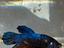 Immagine 3