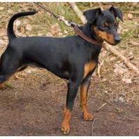 Cane di razza Pinscher