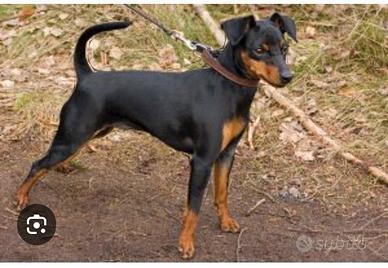 Cane di razza Pinscher