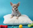 chihuahua-toy-maschio-3-mesi-camillo-colore-b