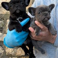 Bulldog francesi