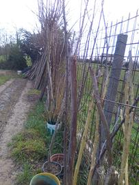 PIANTE DI ROBINIA