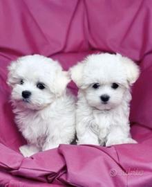 Maltesi toy cucciolini
