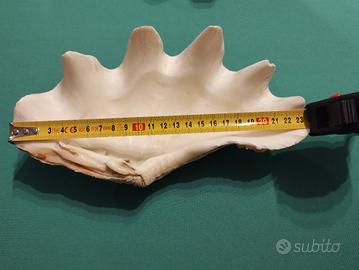 Coppia conchiglie Tridacna