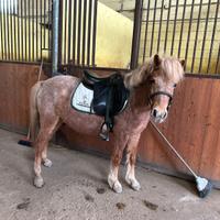 Pony