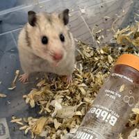 Splendidi cuccioli di Criceto Siriano (Dorato)