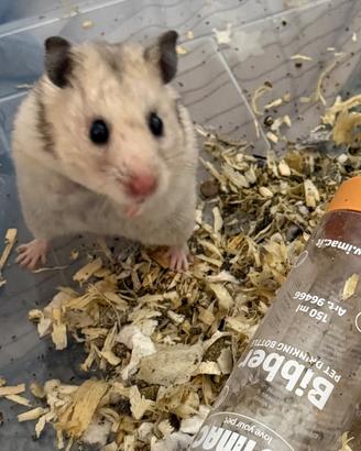 Splendidi cuccioli di Criceto Siriano (Dorato)