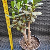 Pianta di CRASSULA OVATA 