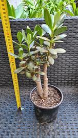 Pianta di CRASSULA OVATA 