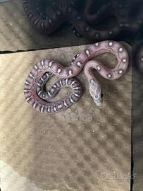 Serpenti del grano baby scaleless ( senza squame)