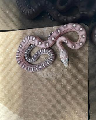 Serpenti del grano baby scaleless ( senza squame)