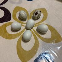 Uove di quaglia celadon