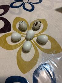 Uove di quaglia celadon