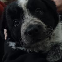 Cuccioli di Border Collie