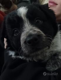 Cuccioli di Border Collie