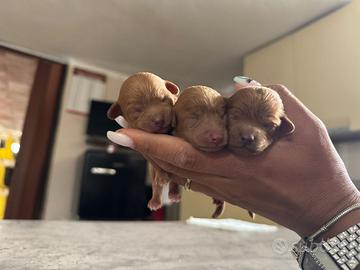 Barboncini Toy / barboncino Toy fulvo red cuccioli