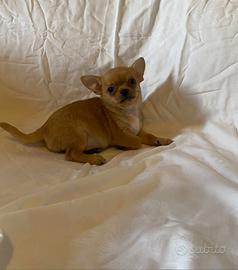 Chihuahua maschio