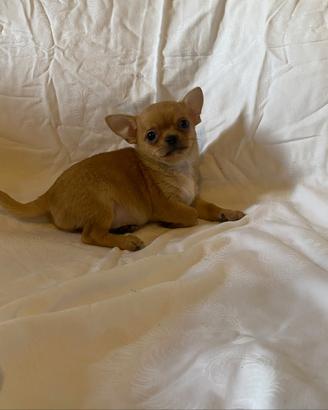 Chihuahua maschio