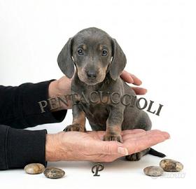 BASSOTTO-BASSOTTI pag. soft