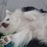 Volpino italiana x accoppiamento